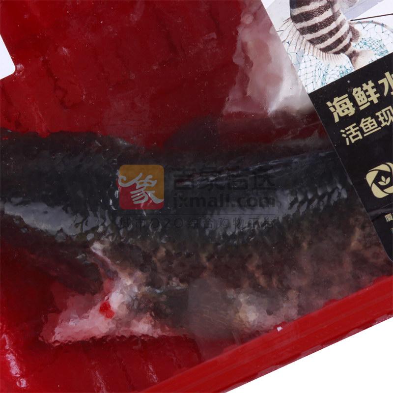 【活鱼现杀,按活鱼称重】草鲡鱼 黑鱼(活鱼现杀)约2-2.5斤/条