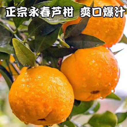 （周五发货）【树上熟】【现摘现发】正宗永春芦柑（高山老树，口感很好）